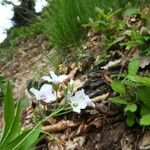 Cardamine heptaphylla പുഷ്പം