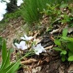 Cardamine heptaphylla 花