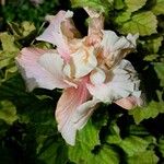 Hibiscus mutabilis 花