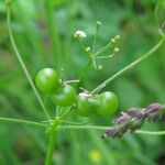 Bifora radians Fruit