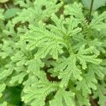 Selaginella eurynota Blad