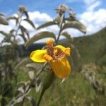 Trimezia juncifolia Flower