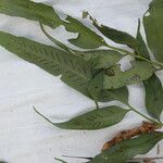 Asplenium gemmiferum Blatt