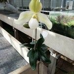 Paphiopedilum delenatii പുഷ്പം