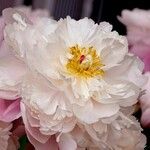 Paeonia lactiflora Іншае