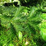 Cephalotaxus harringtonii पत्ता