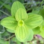 Hypericum tetrapterum Leaf