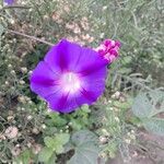 Ipomoea purpurea Кветка