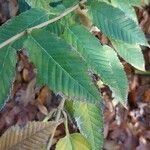 Acer carpinifolium Likasa