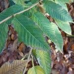 Acer carpinifolium Blad