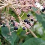 Aralia elata Fruit