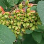 Viburnum mongolicum