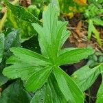 Pelargonium quinquelobatum List