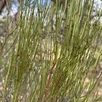 Ephedra viridis Levél