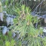 Pinus halepensis Frucht