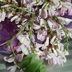 Gliricidia sepium Flor