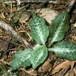 Goodyera oblongifolia Leaf