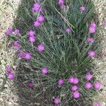 Dianthus carthusianorum 整株植物