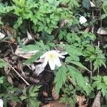 Anemone nemorosa 花