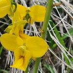 Eulophia speciosa Lorea