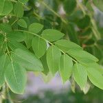 Gliricidia sepium Leaf