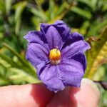 Solanum nudum Flower