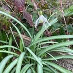Galanthus plicatus Kukka