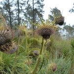 Cirsium jorullense Květ