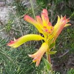 Anigozanthos humilis Λουλούδι