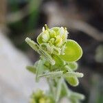 Biscutella didyma Flower