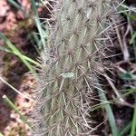 Cleistocactus smaragdiflorus Casca