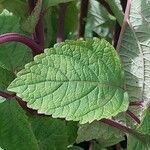 Plectranthus fruticosus Blatt