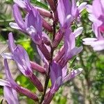 Astragalus varius Flower