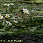 Ranunculus penicillatus Habit