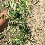 Vicia parviflora Fruit