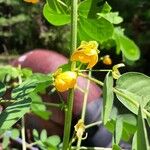 Senna obtusifolia Cvet