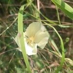 Cienfuegosia yucatanensis Flower