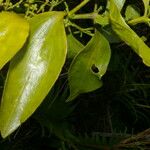 Phoradendron piperoides 葉