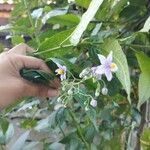 Solanum crispum Kvet