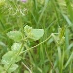 Erodium aethiopicum आदत