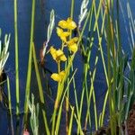 Scheuchzeria palustris Φρούτο