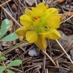 Trifolium campestre Λουλούδι
