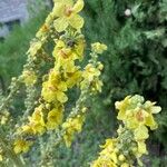 Verbascum lychnitis Fiore