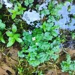 Cardamine amara Blatt