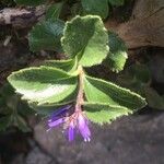 Paederota bonarota Flower