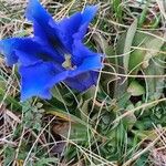 Gentiana alpinaŽiedas