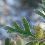 Teucrium botrys Leaf