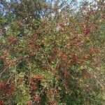 Crataegus monogyna অভ্যাস