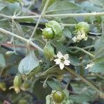 Silene baccifera Žiedas