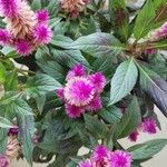 Celosia argenteaVirág